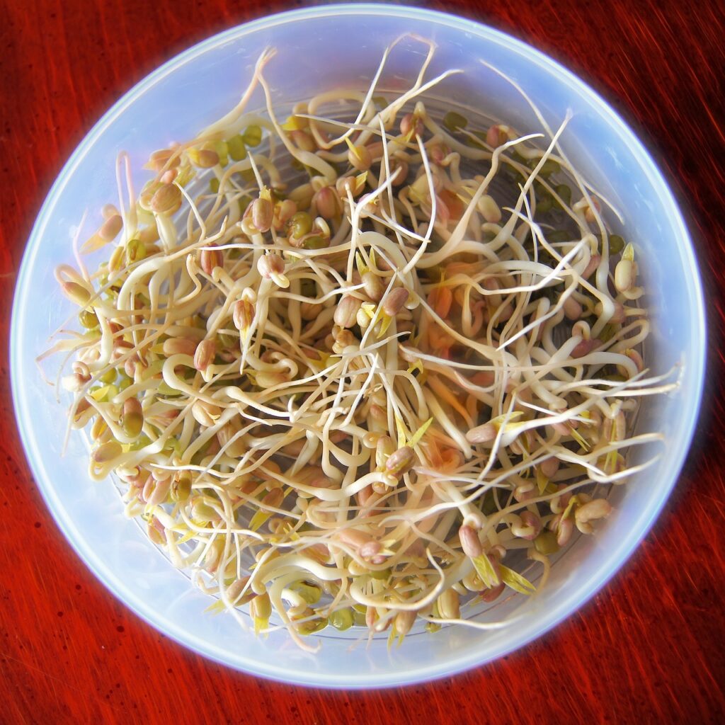 bean sprouts, sprout, food-657415.jpg