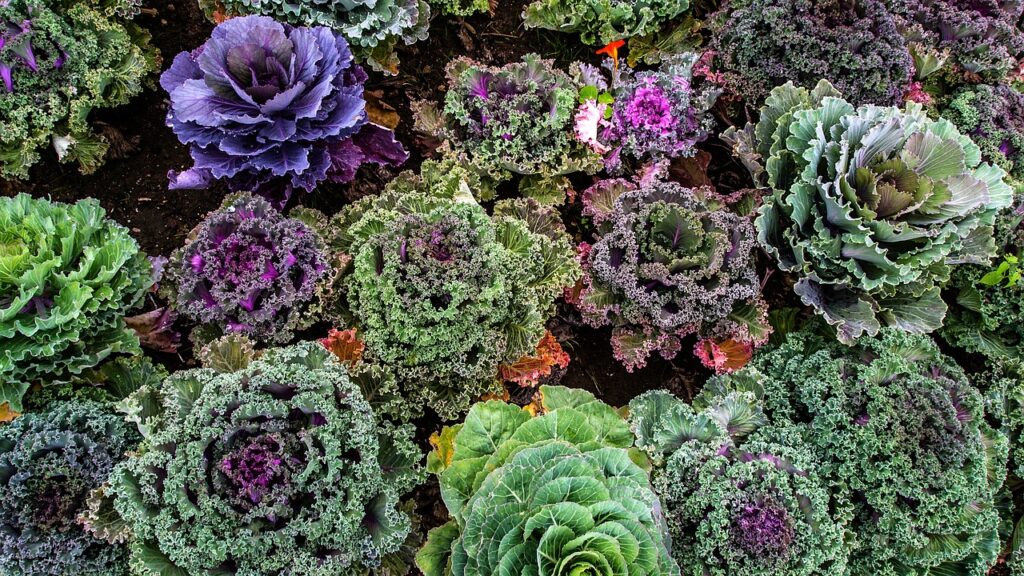 varieties of kale, vegetable garden, vegetables-1167557.jpg